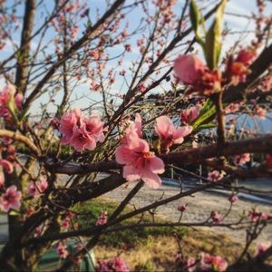 Meet your Posher, Ariel